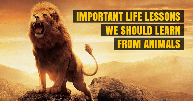 8 Important Life Lessons That We Should Learn From Animals | Must Read