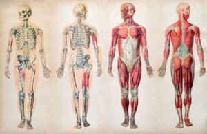 10 Fascinating Facts about Human Body | We Bet You Did Not Know About